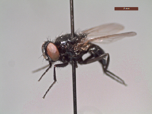  ( - MACN-EN-DIP215)  @11 [ ] Copyright (2019) MACN Museo Argentino de Ciencias Naturales, Bernardino Rivadavia