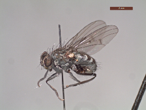  (Apsil dilata - MACN-EN-DIP224)  @11 [ ] Copyright (2019) MACN Museo Argentino de Ciencias Naturales, Bernardino Rivadavia
