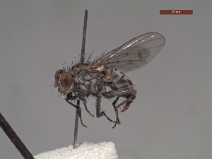  (Apsil apicata - MACN-EN-DIP225)  @11 [ ] Copyright (2019) MACN Museo Argentino de Ciencias Naturales, Bernardino Rivadavia