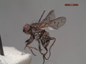  (Apsil biseta - MACN-EN-DIP227)  @11 [ ] Copyright (2019) MACN Museo Argentino de Ciencias Naturales, Bernardino Rivadavia