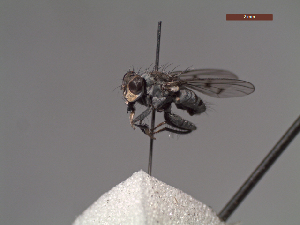 (Apsil pennata - MACN-EN-DIP230)  @11 [ ] Copyright (2019) MACN Museo Argentino de Ciencias Naturales, Bernardino Rivadavia