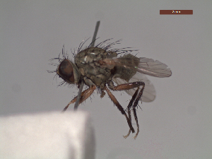  ( - MACN-EN-DIP231)  @11 [ ] Copyright (2019) MACN Museo Argentino de Ciencias Naturales, Bernardino Rivadavia
