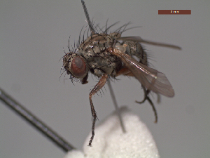  (Agenamyia - MACN-EN-DIP232)  @11 [ ] Copyright (2019) MACN Museo Argentino de Ciencias Naturales, Bernardino Rivadavia