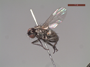 (Austrocoenosia sp. 11 LP - MACN-EN-DIP239)  @11 [ ] Copyright (2019) MACN Museo Argentino de Ciencias Naturales, Bernardino Rivadavia