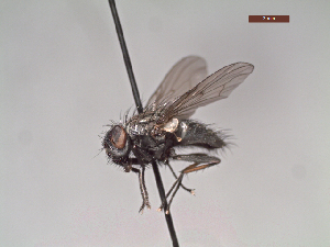  ( - MACN-EN-DIP246)  @11 [ ] Copyright (2019) MACN Museo Argentino de Ciencias Naturales, Bernardino Rivadavia