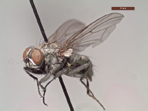  ( - MACN-EN-DIP25)  @11 [ ] Copyright (2019) MACN Museo Argentino de Ciencias Naturales, Bernardino Rivadavia