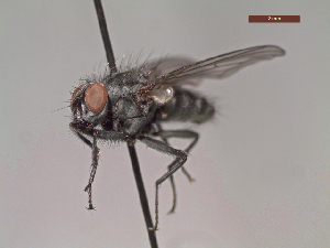  ( - MACN-EN-DIP26)  @11 [ ] Copyright (2019) MACN Museo Argentino de Ciencias Naturales, Bernardino Rivadavia