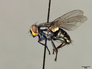  (Oxysarcodexia paulistanensis - MACN-EN_DIP-073)  @11 [ ] Copyright (2019) MACN Museo Argentino de Ciencias Naturales, Bernardino Rivadavia