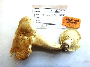  (Tricholoma apium - SVIM2015151)  @11 [ ] CreativeCommons - Attribution Non-Commercial (2015) TonyTrofymow Natural Resources Canada