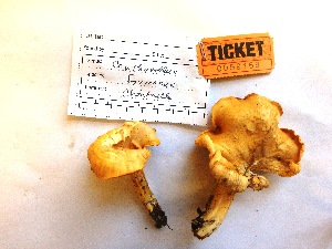  (Cantharellus formosus - SVIM2015169)  @11 [ ] CreativeCommons - Attribution Non-Commercial (2015) TonyTrofymow Natural Resources Canada