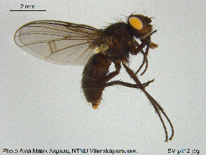  ( - SV-pit12)  @13 [ ] CreativeCommons - Attribution Non-Commercial Share-Alike (2015) NTNU University Museum, Department of Natural History NTNU University Museum, Department of Natural History