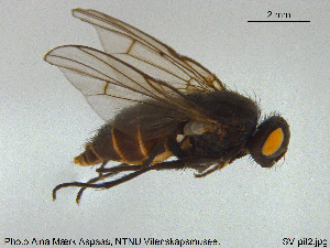  (Spilogona dorsata - SV-pit2)  @13 [ ] CreativeCommons - Attribution Non-Commercial Share-Alike (2015) NTNU University Museum, Department of Natural History NTNU University Museum, Department of Natural History