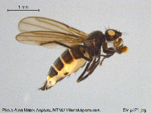  ( - SV-pit71)  @12 [ ] CreativeCommons - Attribution Non-Commercial Share-Alike (2015) NTNU University Museum, Department of Natural History NTNU University Museum, Department of Natural History