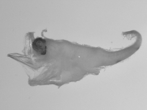  ( - SWACR-145)  @12 [ ] CreativeCommons - Attribution Non-Commercial Share-Alike (2011) Akihiro Shiroza NOAA, SEFSC Early Life History Dynamics Team