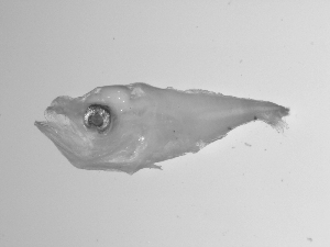  ( - SWACR-164)  @12 [ ] CreativeCommons - Attribution Non-Commercial Share-Alike (2011) Akihiro Shiroza NOAA, SEFSC Early Life History Dynamics Team