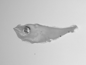  ( - SWACR-175)  @12 [ ] CreativeCommons - Attribution Non-Commercial Share-Alike (2011) Akihiro Shiroza NOAA, SEFSC Early Life History Dynamics Team
