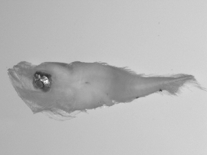  ( - SWACR-176)  @12 [ ] CreativeCommons - Attribution Non-Commercial Share-Alike (2011) Akihiro Shiroza NOAA, SEFSC Early Life History Dynamics Team