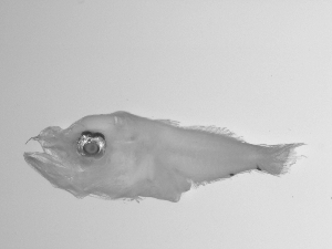 ( - SWACR-181)  @12 [ ] CreativeCommons - Attribution Non-Commercial Share-Alike (2011) Akihiro Shiroza NOAA, SEFSC Early Life History Dynamics Team