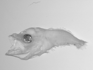  ( - SWACR-182)  @12 [ ] CreativeCommons - Attribution Non-Commercial Share-Alike (2011) Akihiro Shiroza NOAA, SEFSC Early Life History Dynamics Team