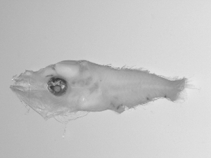  ( - SWACR-184)  @12 [ ] CreativeCommons - Attribution Non-Commercial Share-Alike (2011) Akihiro Shiroza NOAA, SEFSC Early Life History Dynamics Team