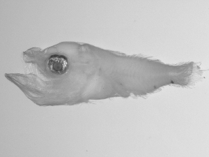  ( - SWACR-187)  @12 [ ] CreativeCommons - Attribution Non-Commercial Share-Alike (2011) Akihiro Shiroza NOAA, SEFSC Early Life History Dynamics Team