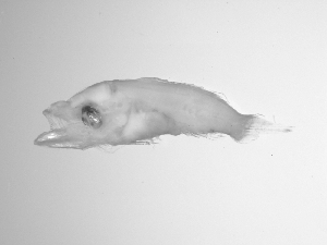  ( - SWACR-189)  @12 [ ] CreativeCommons - Attribution Non-Commercial Share-Alike (2011) Akihiro Shiroza NOAA, SEFSC Early Life History Dynamics Team