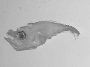  ( - SWACR-201)  @12 [ ] CreativeCommons - Attribution Non-Commercial Share-Alike (2011) Akihiro Shiroza NOAA, SEFSC Early Life History Dynamics Team