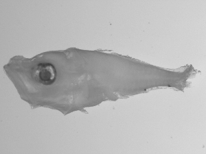  ( - SWACR-211)  @12 [ ] CreativeCommons - Attribution Non-Commercial Share-Alike (2011) Akihiro Shiroza NOAA, SEFSC Early Life History Dynamics Team
