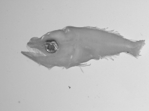  ( - SWACR-213)  @12 [ ] CreativeCommons - Attribution Non-Commercial Share-Alike (2011) Akihiro Shiroza NOAA, SEFSC Early Life History Dynamics Team