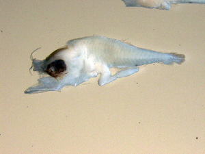  ( - SWACR-415)  @12 [ ] CreativeCommons - Attribution Non-Commercial Share-Alike (2011) Akihiro Shiroza NOAA, SEFSC Early Life History Dynamics Team