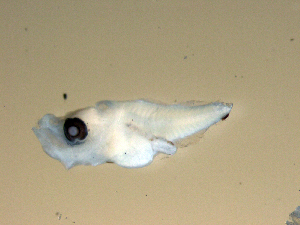  ( - SWACR-428)  @12 [ ] CreativeCommons - Attribution Non-Commercial Share-Alike (2011) Akihiro Shiroza NOAA, SEFSC Early Life History Dynamics Team