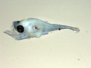  ( - SWACR-515)  @12 [ ] CreativeCommons - Attribution Non-Commercial Share-Alike (2011) Akihiro Shiroza NOAA, SEFSC Early Life History Dynamics Team