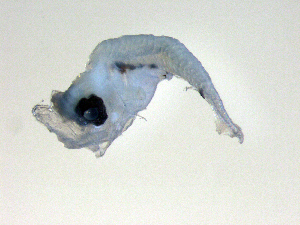  ( - SWACR-541)  @12 [ ] CreativeCommons - Attribution Non-Commercial Share-Alike (2011) Akihiro Shiroza NOAA, SEFSC Early Life History Dynamics Team