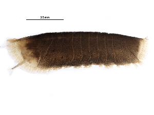  ( - BIOUG24563-F01)  @12 [ ] CreativeCommons - Attribution (2016) CBG Photography Group Centre for Biodiversity Genomics