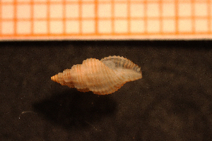  ( - Gastr 8714V)  @11 [ ] CreativeCommons - Attribution Non-Commercial Share-Alike (2014) Göteborg Natural History Museum Göteborg Natural History Museum