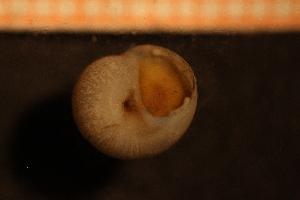  (Euspira montagui - Gastr 8361V)  @12 [ ] CreativeCommons - Attribution Non-Commercial Share-Alike (2015) Göteborg Natural History Museum Göteborg Natural History Museum