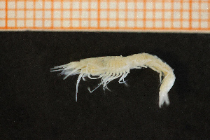  (Pseudomma roseum - Crust 18824V)  @13 [ ] CreativeCommons - Attribution Non-Commercial Share-Alike (2015) Göteborg Natural History Museum Göteborg Natural History Museum