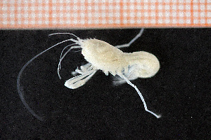  ( - Crust 17495V)  @12 [ ] CreativeCommons - Attribution Non-Commercial Share-Alike (2015) Göteborg Natural History Museum Göteborg Natural History Museum