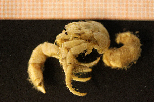  (Pagurus cuanensis - Crust 18478V)  @12 [ ] CreativeCommons - Attribution Non-Commercial Share-Alike (2015) Göteborg Natural History Museum Göteborg Natural History Museum