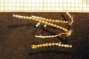  (Sertulariidae - Hydrozoa 1679V)  @12 [ ] CreativeCommons - Attribution Non-Commercial Share-Alike (2015) Göteborg Natural History Museum Göteborg Natural History Museum