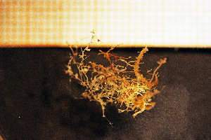  (Halecium textum - Hydrozoa 1547V)  @11 [ ] CreativeCommons - Attribution Non-Commercial Share-Alike (2015) Göteborg Natural History Museum Göteborg Natural History Museum