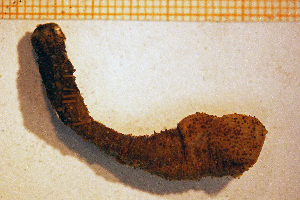 (Peachia cylindrica - Anthozoa 1220V)  @11 [ ] CreativeCommons - Attribution Non-Commercial Share-Alike (2015) Göteborg Natural History Museum Göteborg Natural History Museum