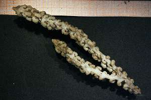  ( - Anthozoa 1277V)  @11 [ ] CreativeCommons - Attribution Non-Commercial Share-Alike (2015) Göteborg Natural History Museum Göteborg Natural History Museum