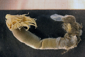  (Arachnactis albida - Anthozoa 1433V)  @11 [ ] CreativeCommons - Attribution Non-Commercial Share-Alike (2015) Göteborg Natural History Museum Göteborg Natural History Museum