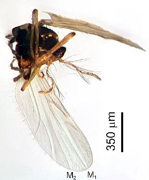  (Culicoides pseudoheliophilus - 2025.08.10 Ceratopogonidae (Cerato3))  @11 [ ] CreativeCommons - Attribution Share-Alike (2025) Unspecified University of Lausanne