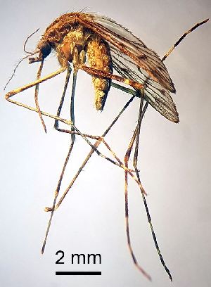  ( - 2012.05.15 Culiseta annulata (Cu8))  @11 [ ] CreativeCommons - Attribution Share-Alike (2025) Unspecified University of Lausanne