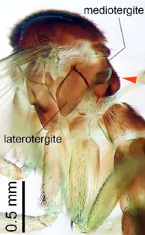  ( - 2022.05.17 Orfelia nemoralis (Kero2))  @11 [ ] CreativeCommons - Attribution Share-Alike (2025) Unspecified University of Lausanne
