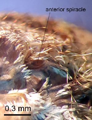  ( - 2012.05.15 Culiseta annulata (Cu8))  @11 [ ] CreativeCommons - Attribution Share-Alike (2025) Unspecified University of Lausanne