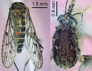 ( - 2012.05.15 Culiseta annulata (Cu8))  @11 [ ] CreativeCommons - Attribution Share-Alike (2025) Unspecified University of Lausanne