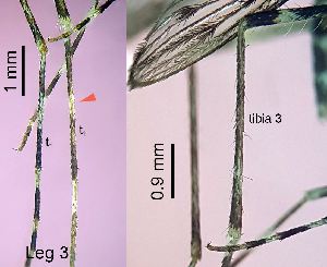  ( - 2012.05.15 Culiseta annulata (Cu8))  @11 [ ] CreativeCommons - Attribution Share-Alike (2025) Unspecified University of Lausanne